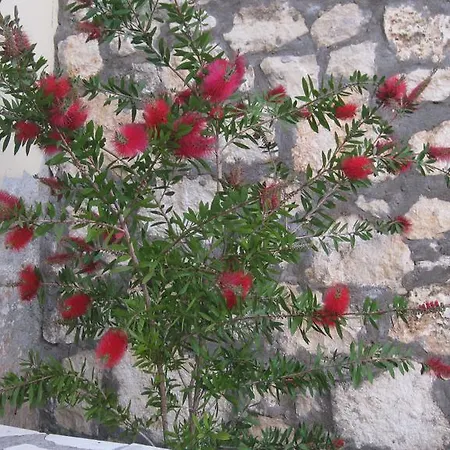Alexandra Bali (Crete)